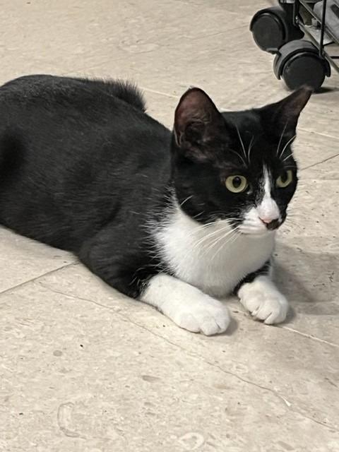 Pippin, a Adoptable mixed breed in Spring, TX image 3/4