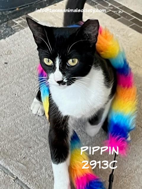 Pippin, a Adoptable mixed breed in Spring, TX image 4/4