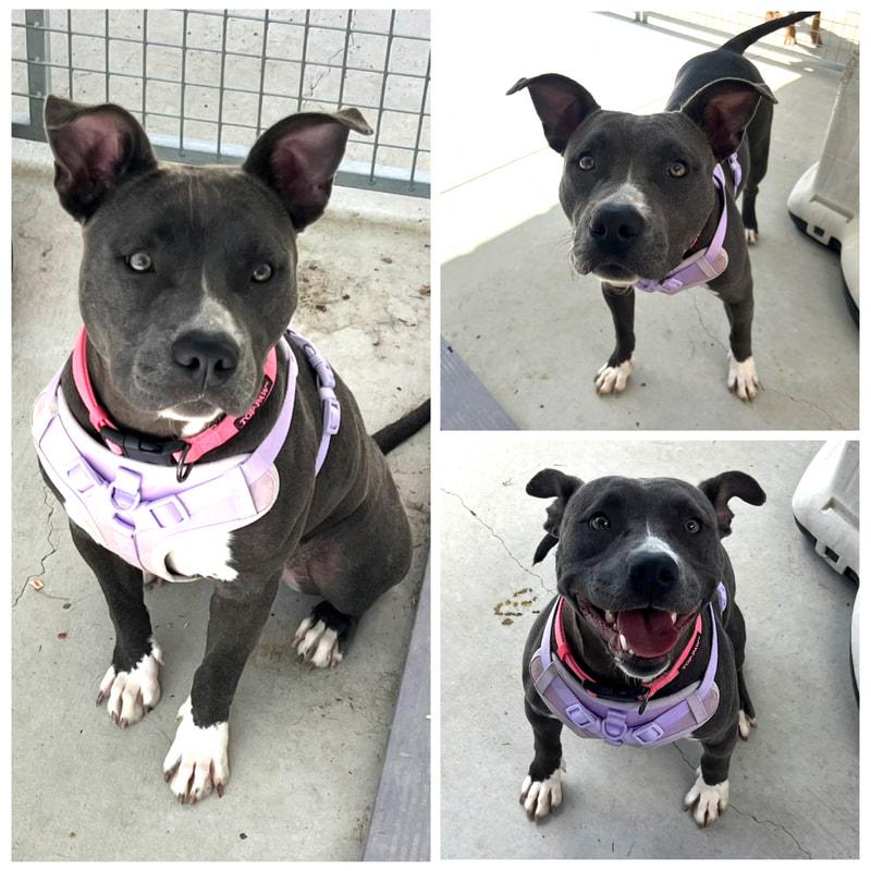 Girlie, Adoptable, Adult Female Pit Bull Terrier.