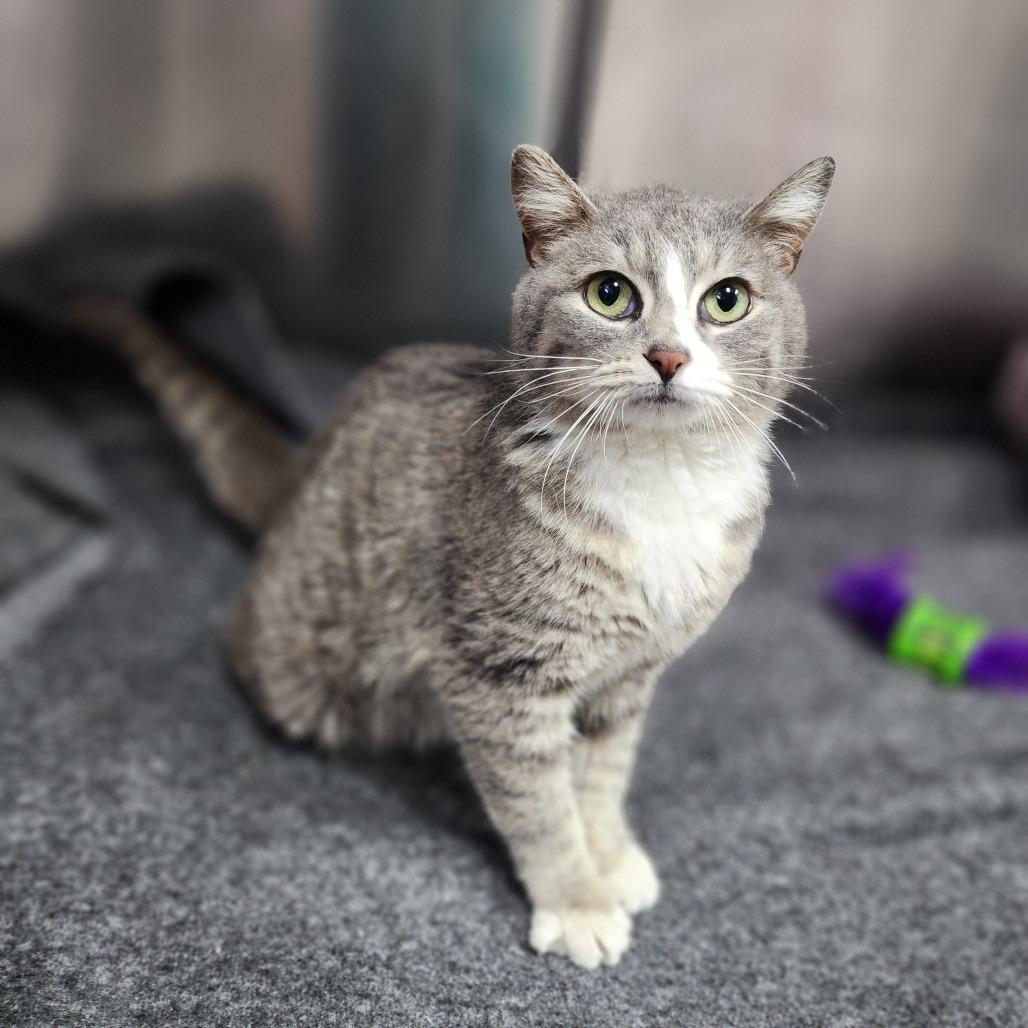 Grace, Adoptable, Young Female Domestic Short Hair.
