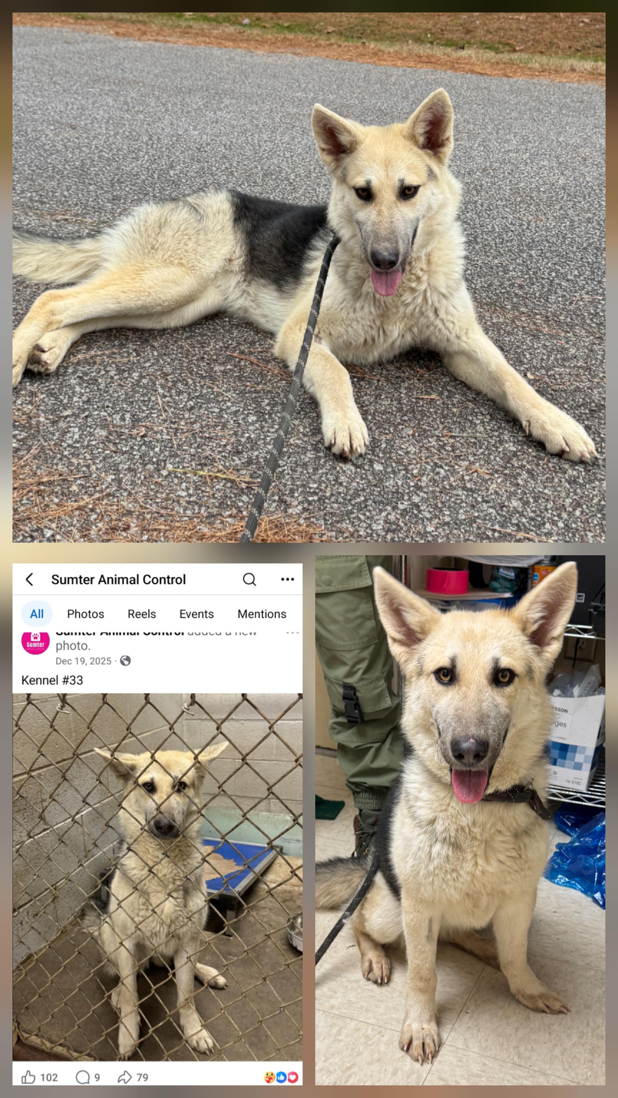 JADE, ADOPTABLE, Adult Female German Shepherd Dog.