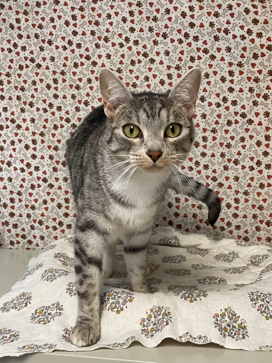 Chanel, Young Female unknown