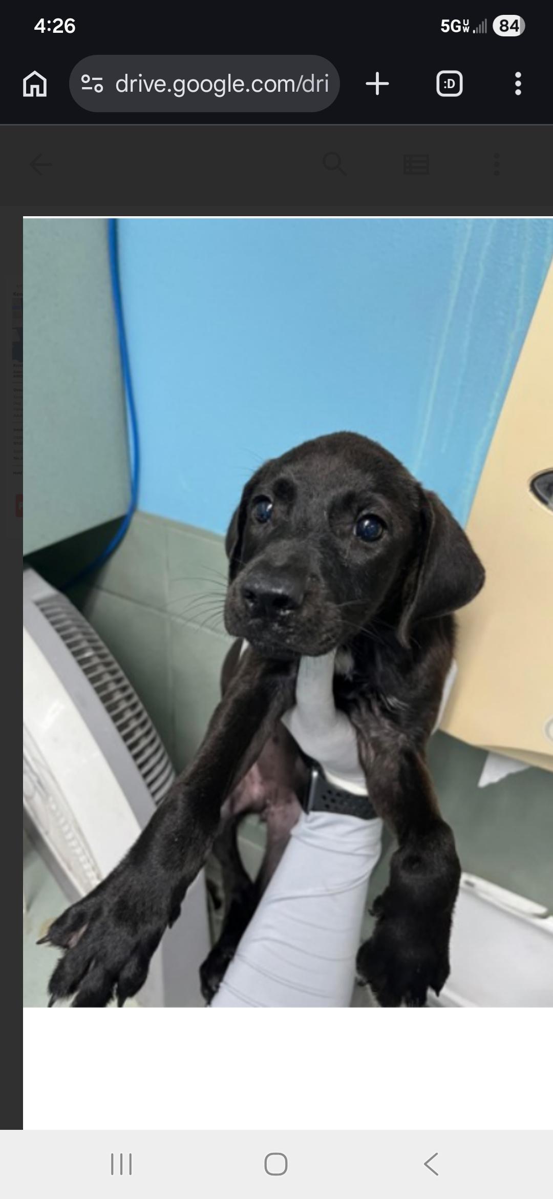 Enlarge Puff, a ADOPTABLE mixed breed in New York, NY image 4/6