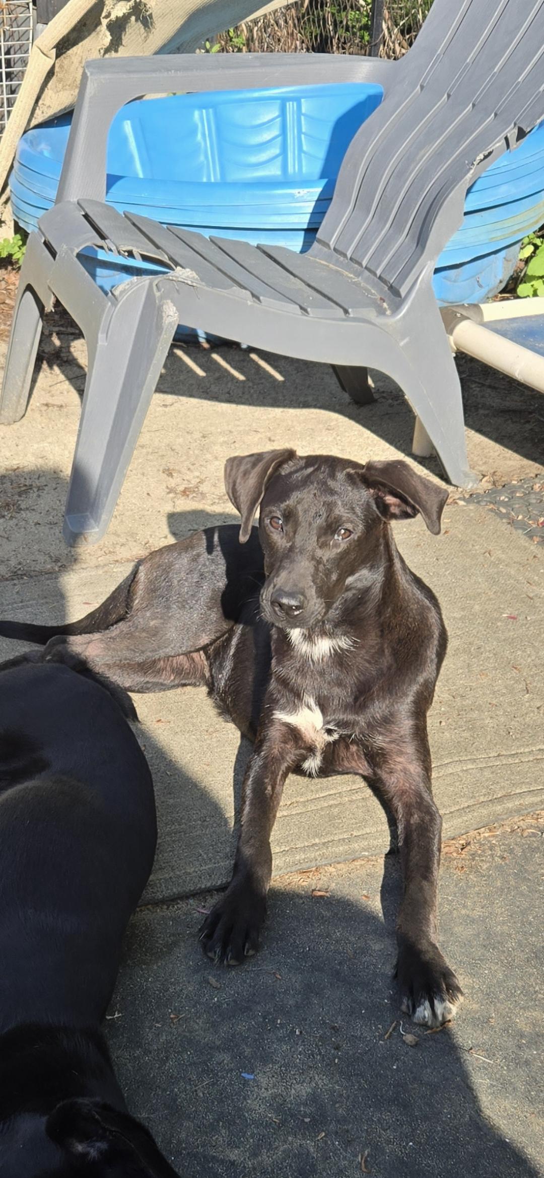 Enlarge Puff, a ADOPTABLE mixed breed in New York, NY image 6/6