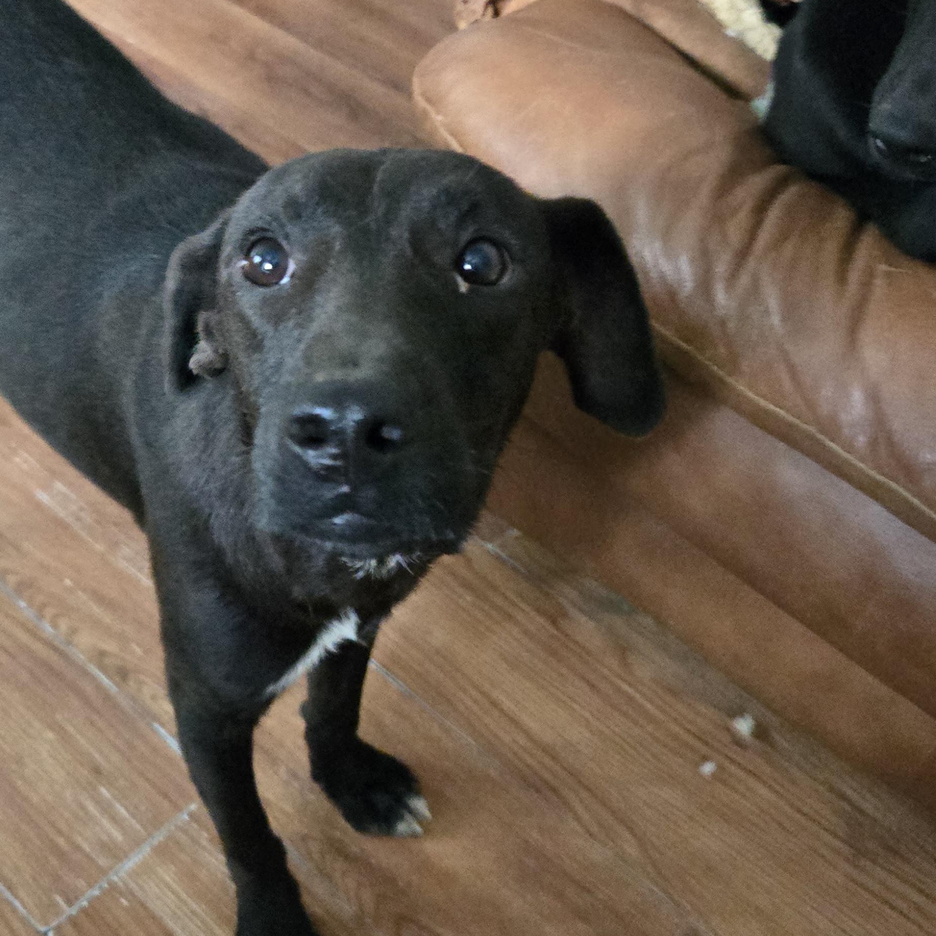 Enlarge Puff, a ADOPTABLE mixed breed in New York, NY image 2/6