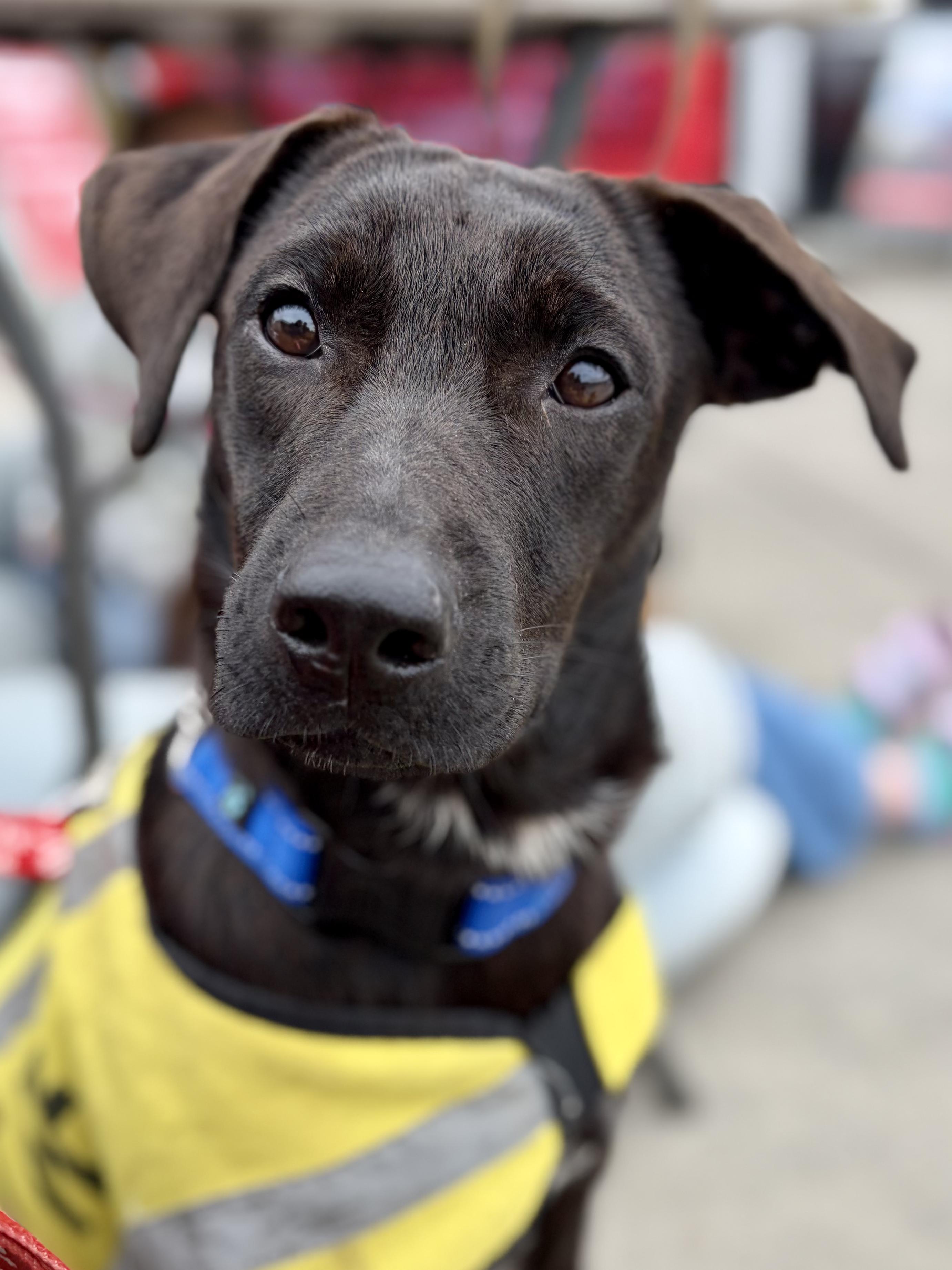 Enlarge Puff, a ADOPTABLE mixed breed in New York, NY image 1/6