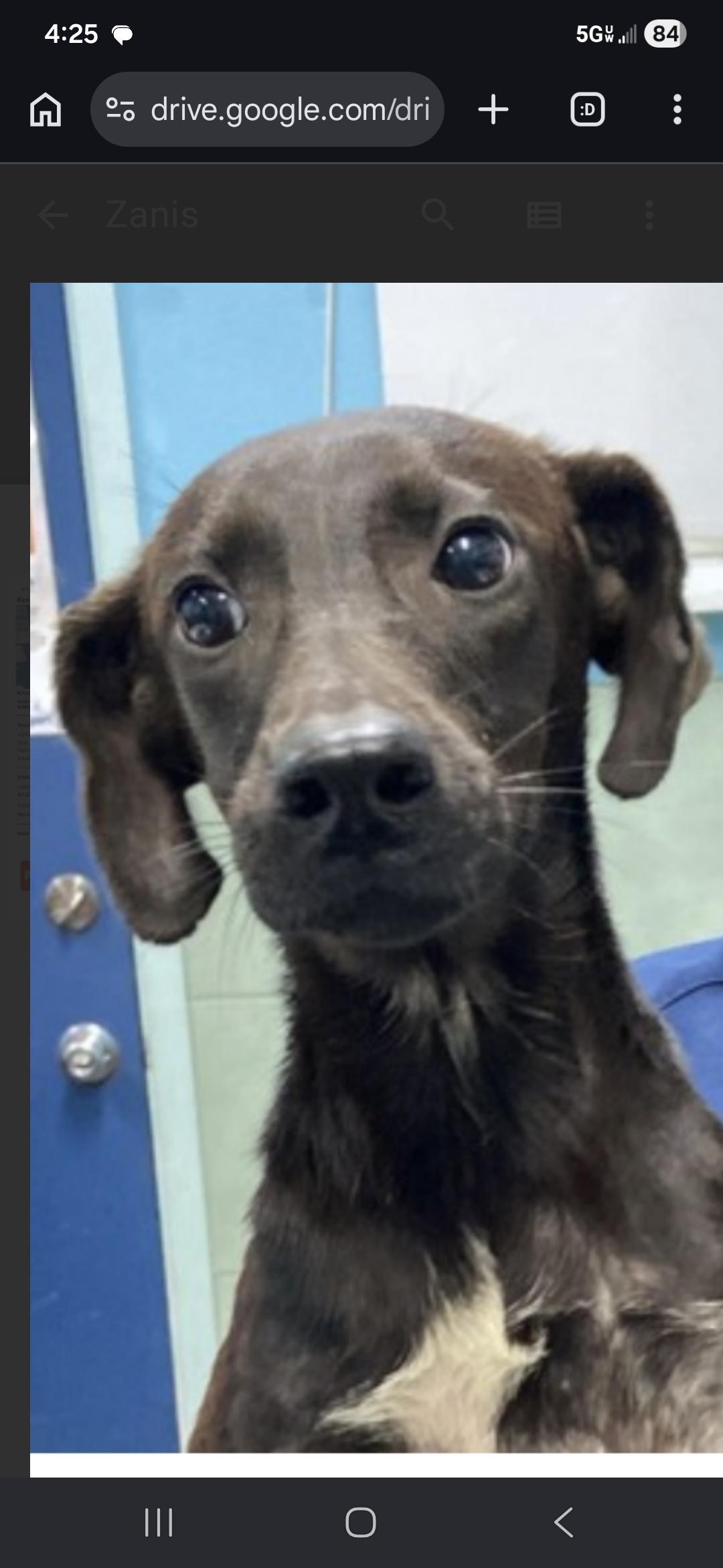 Enlarge Puff, a ADOPTABLE mixed breed in New York, NY image 3/6