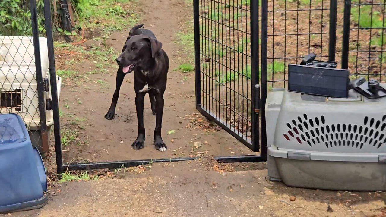 Enlarge Puff, a ADOPTABLE mixed breed in New York, NY video 5/6
