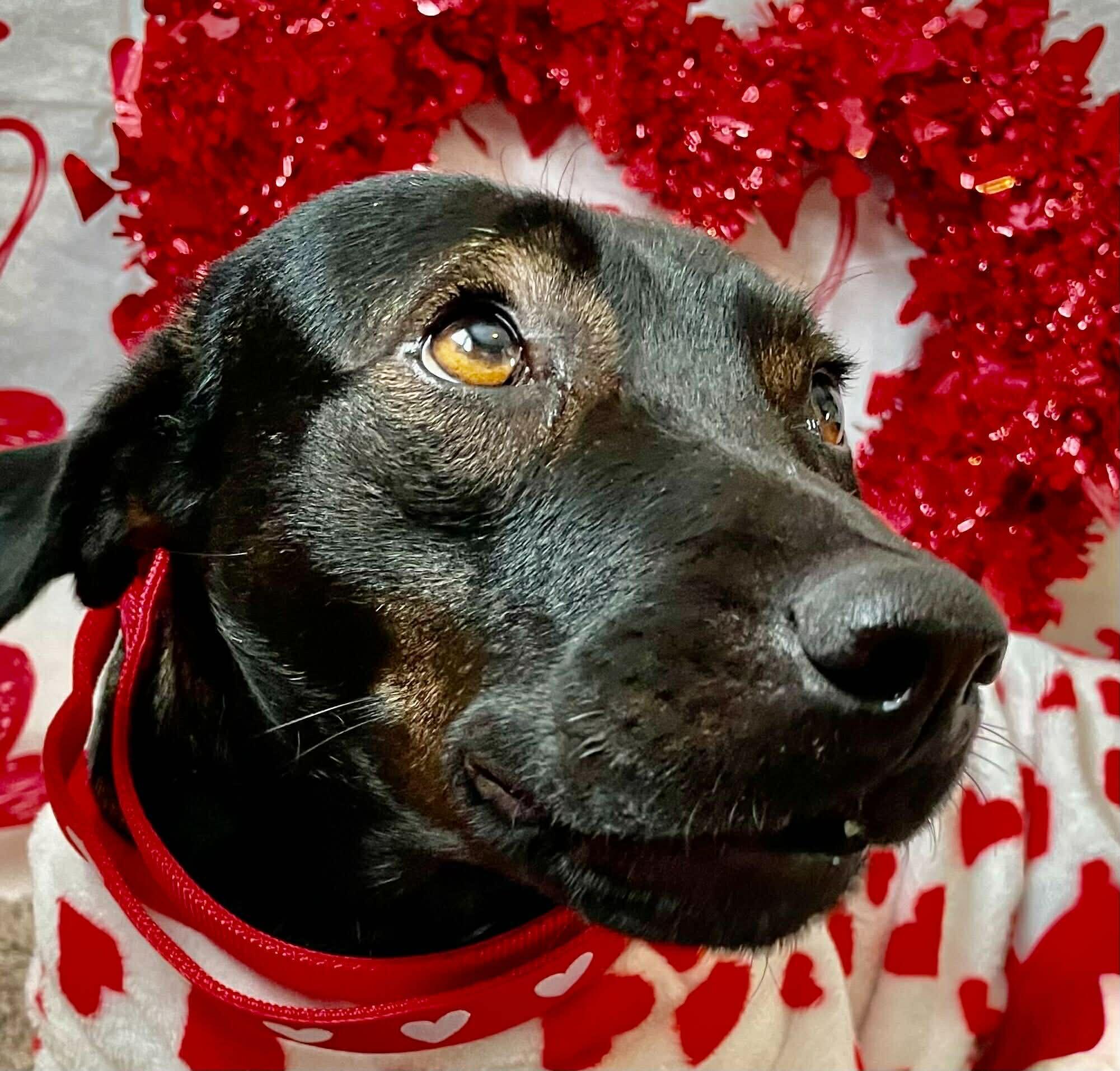 Enlarge DUKE, a Adoptable mixed breed in Ajax, ON image 2/6