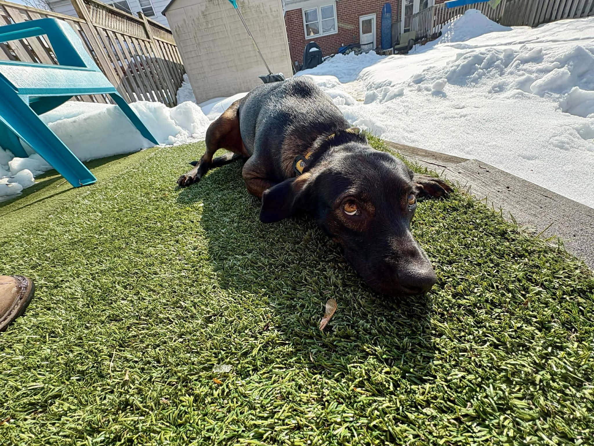 Enlarge DUKE, a Adoptable mixed breed in Ajax, ON image 4/6