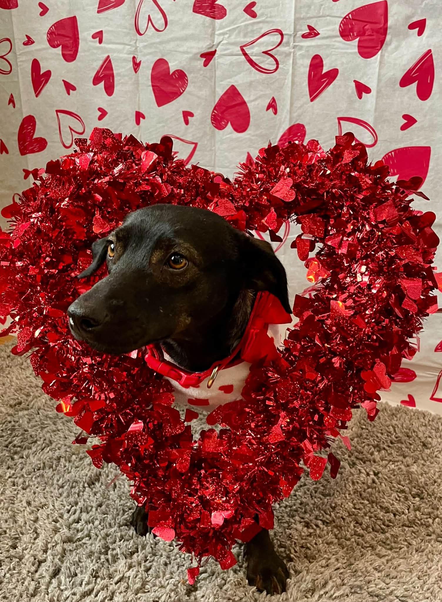 Enlarge DUKE, a Adoptable mixed breed in Ajax, ON image 6/6