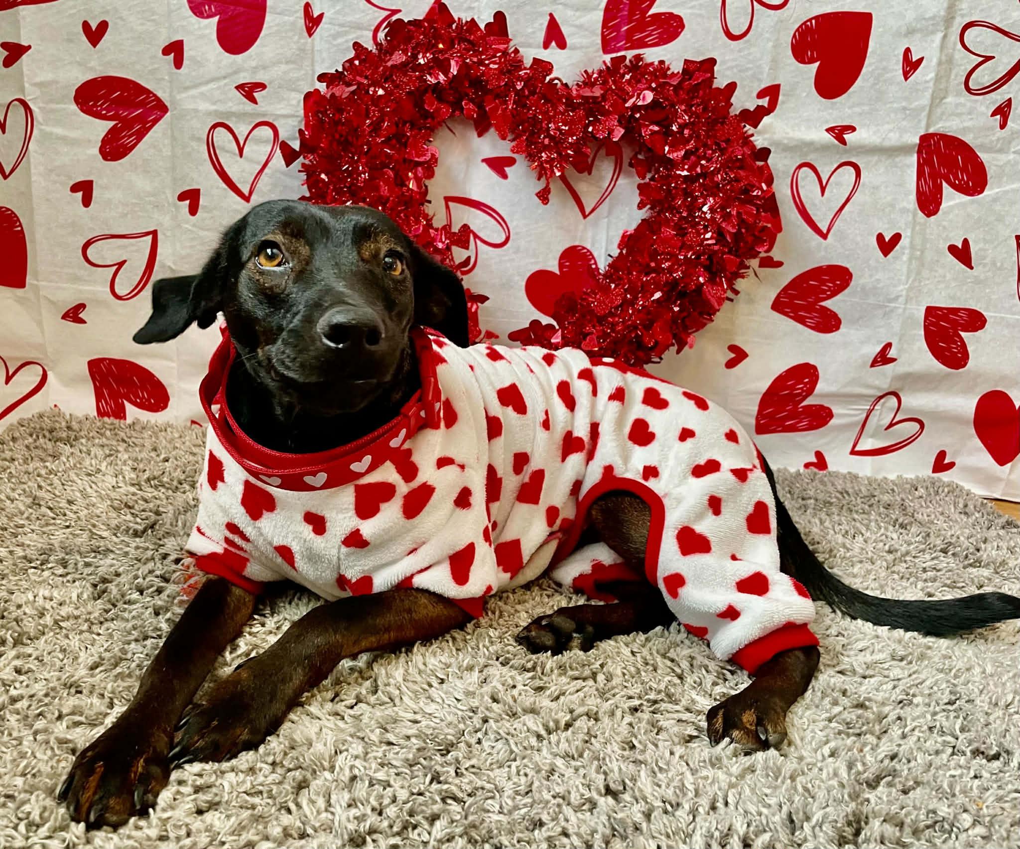 Enlarge DUKE, a Adoptable mixed breed in Ajax, ON image 3/6