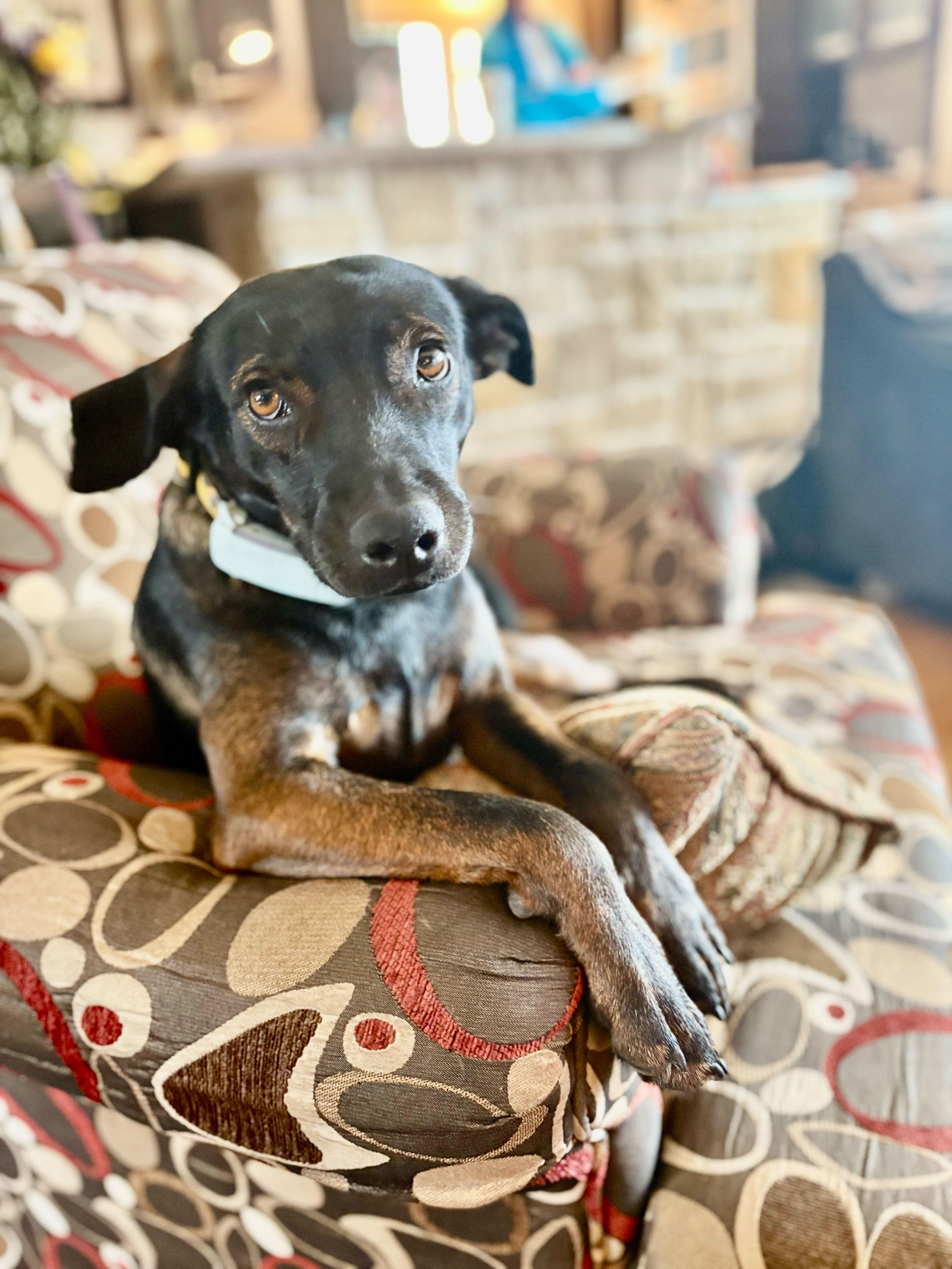 Enlarge DUKE, a Adoptable mixed breed in Ajax, ON image 1/6