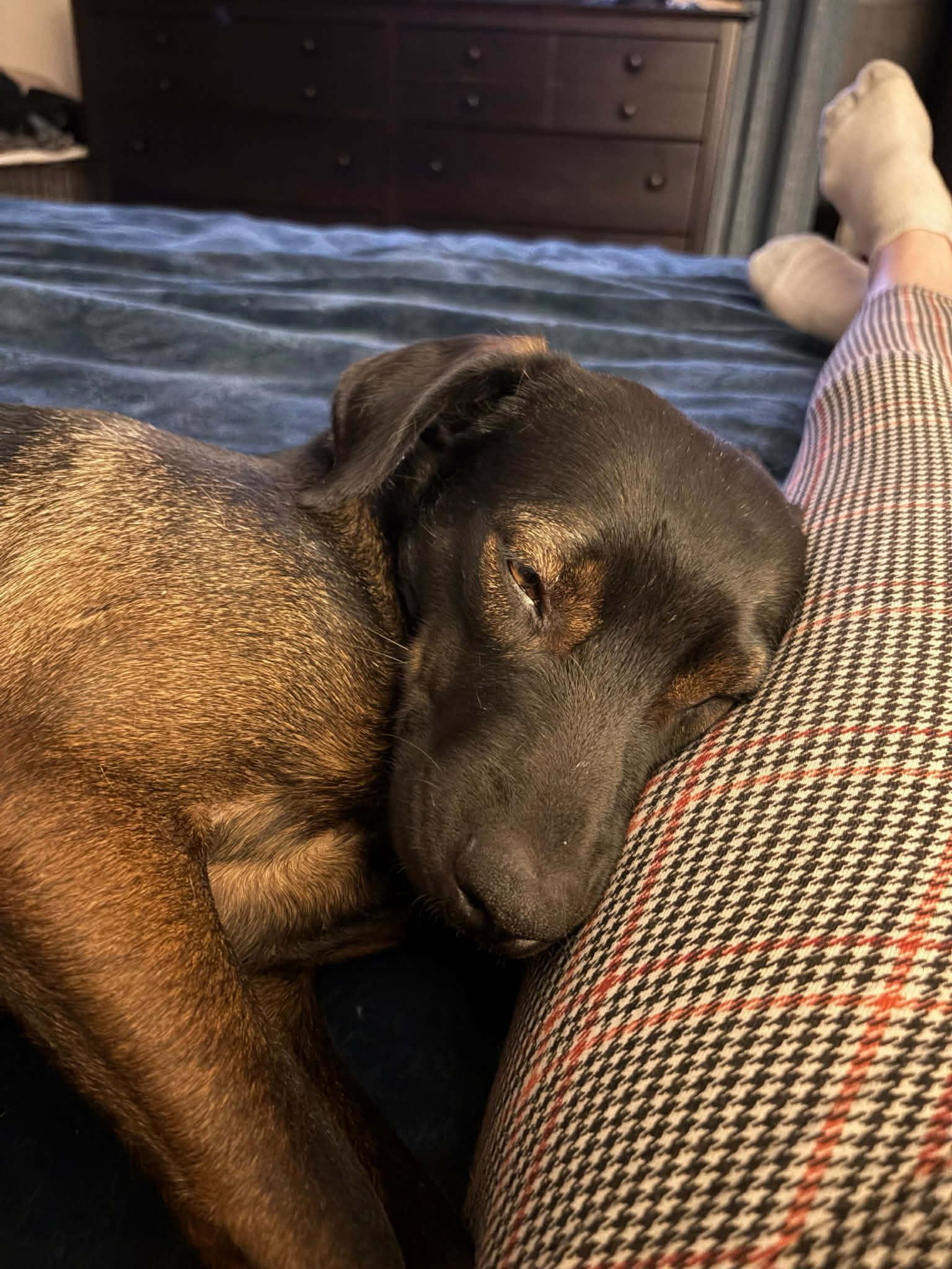 Enlarge DUKE, a Adoptable mixed breed in Ajax, ON image 5/6