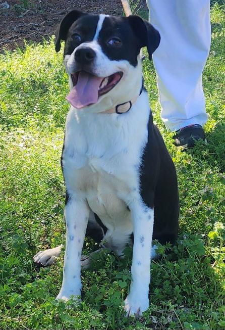 252040 Pennywise — thumbnail 2