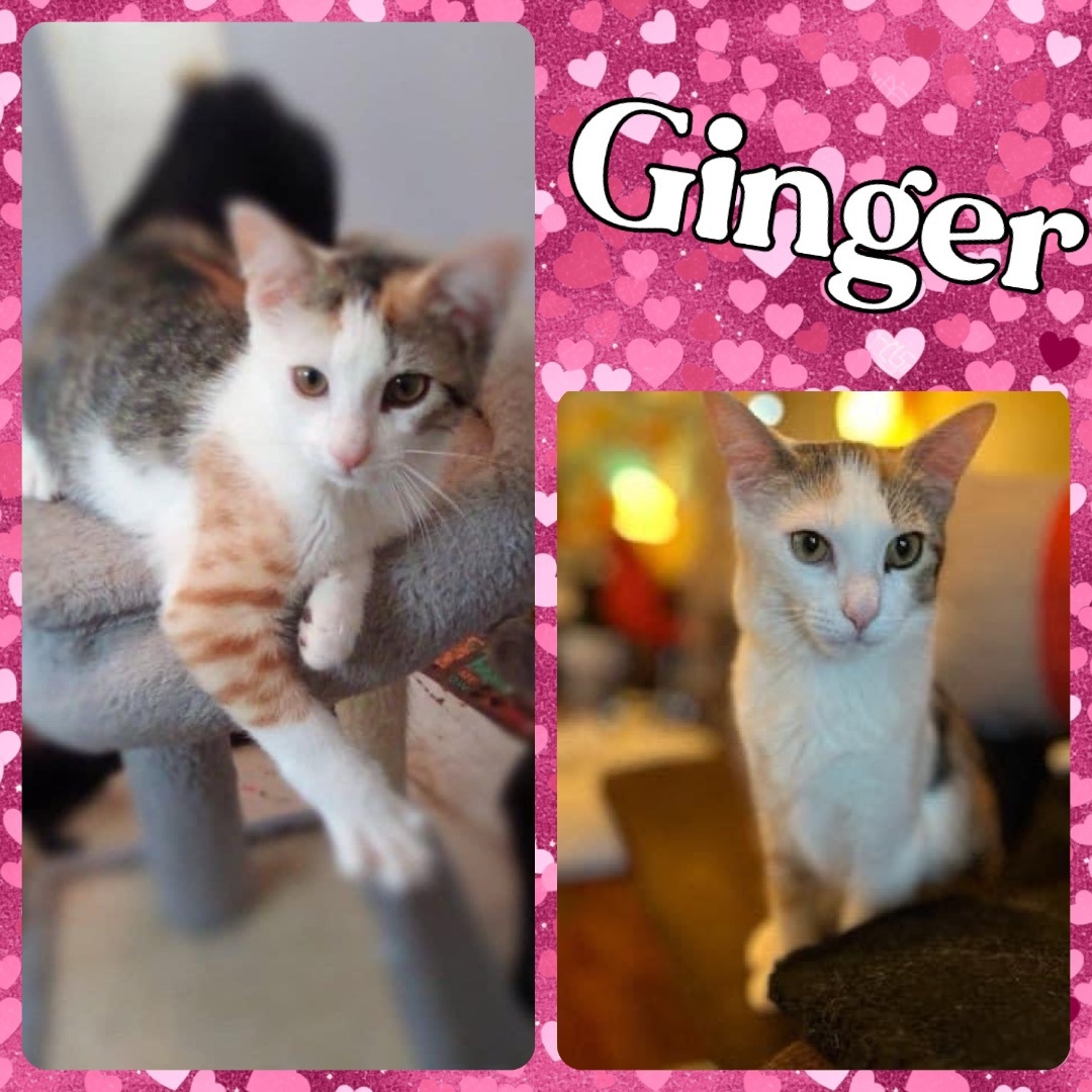 Ginger photo 2