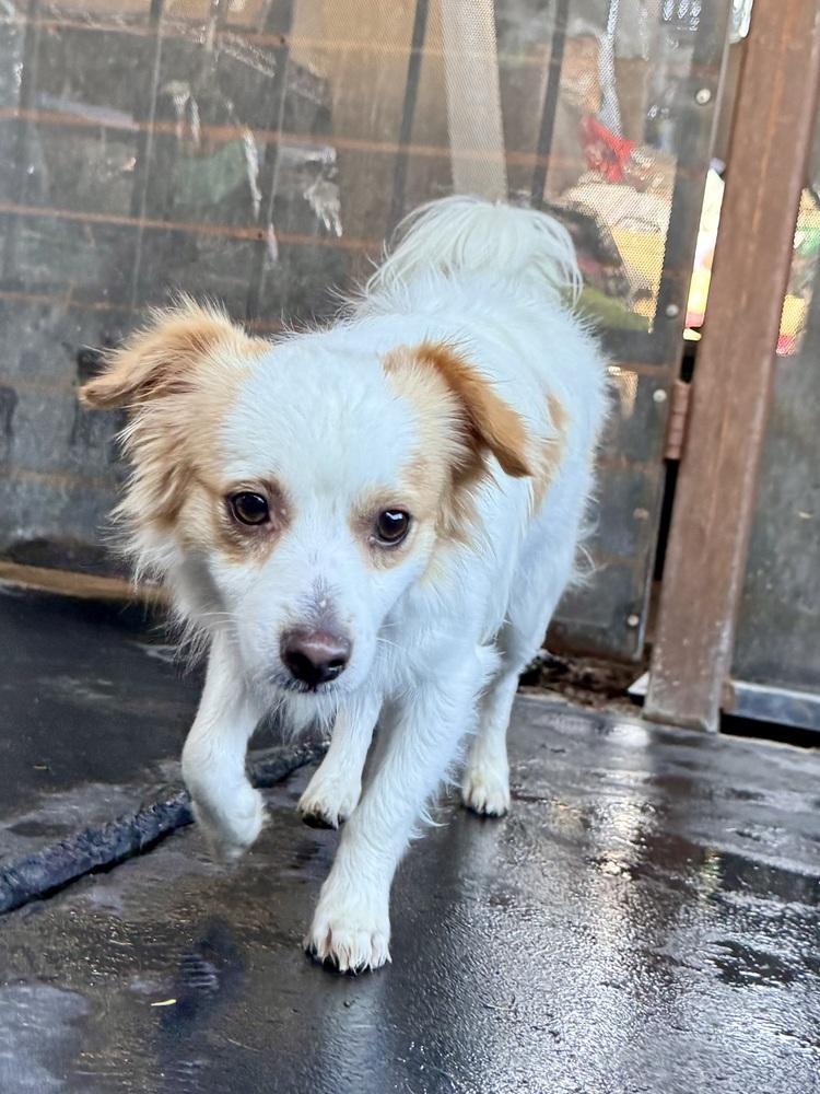Benny, Adoptable, Adult Male Papillon.