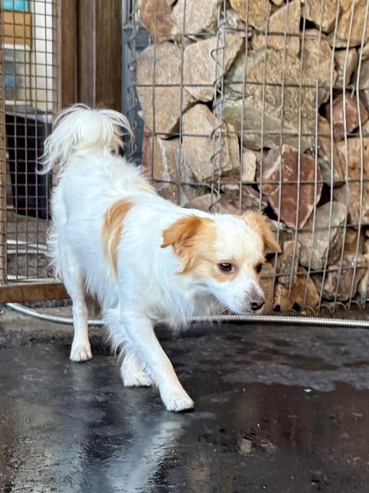 Benny, a Adoptable mixed breed in TUCSON, AZ image 2/3
