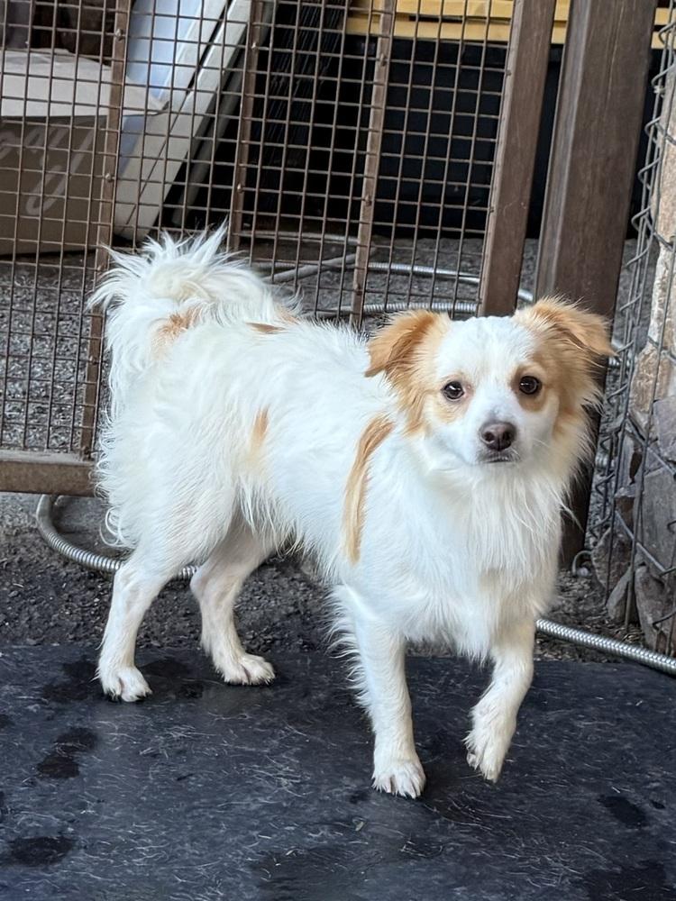Benny, a Adoptable mixed breed in TUCSON, AZ image 3/3
