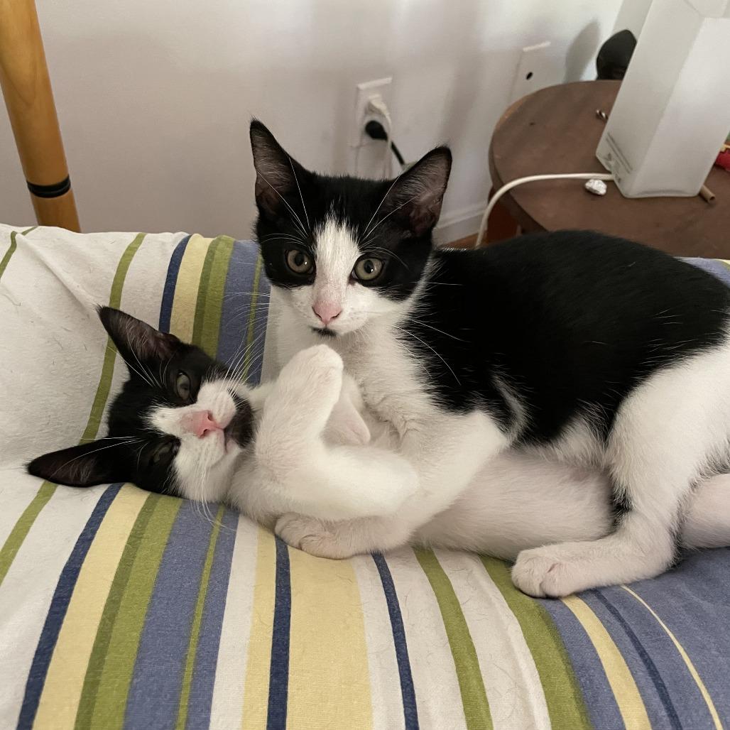 Basil, Adoptable, Young Male Domestic Short Hair.