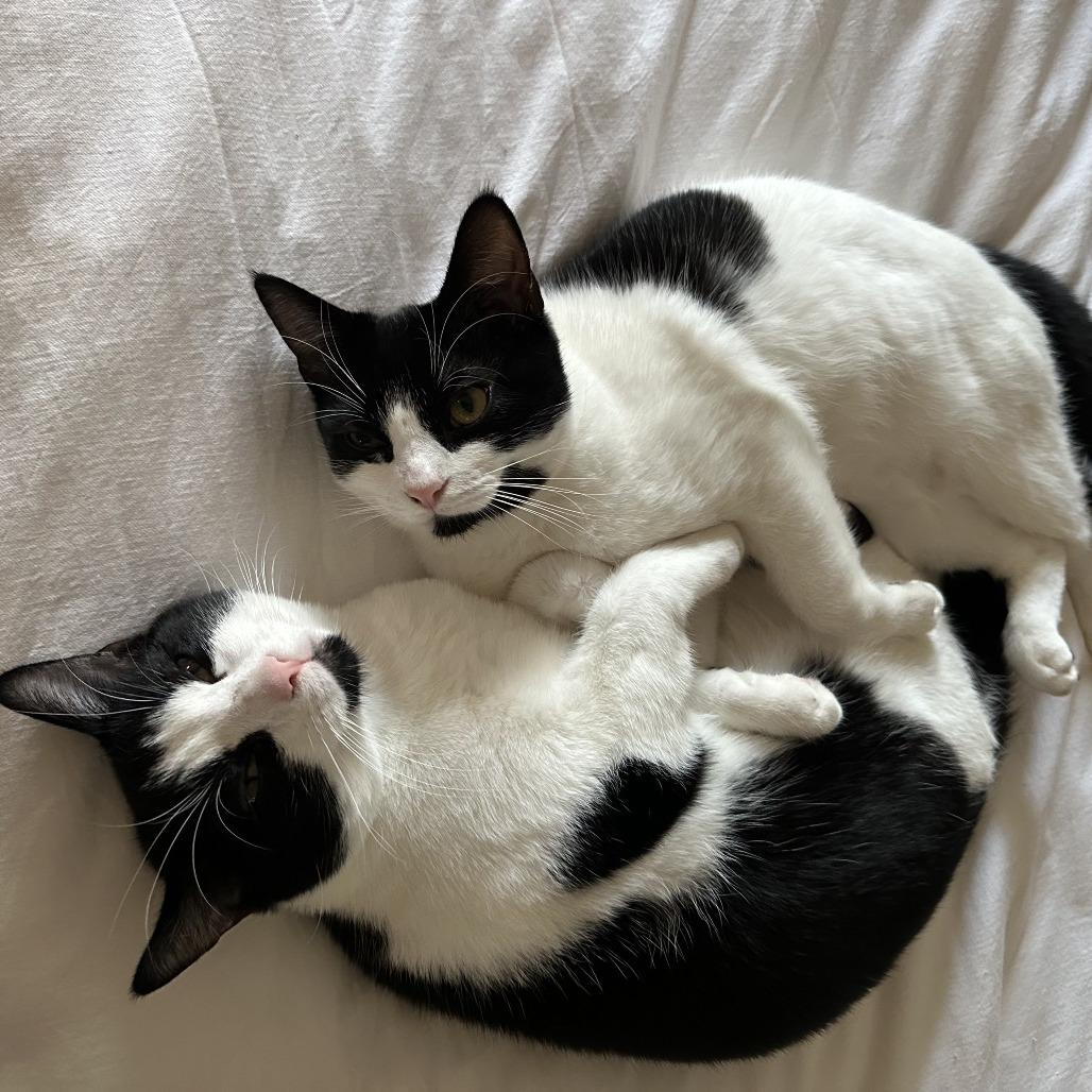 Basil — thumbnail 2