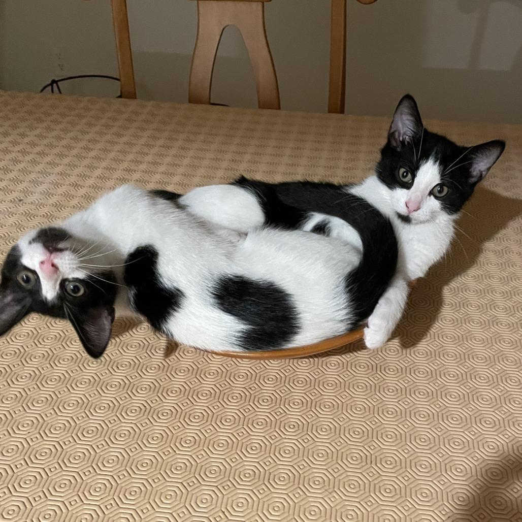 Enlarge Basil, a Adoptable Domestic Short Hair in Fairfax, VA image 4/6