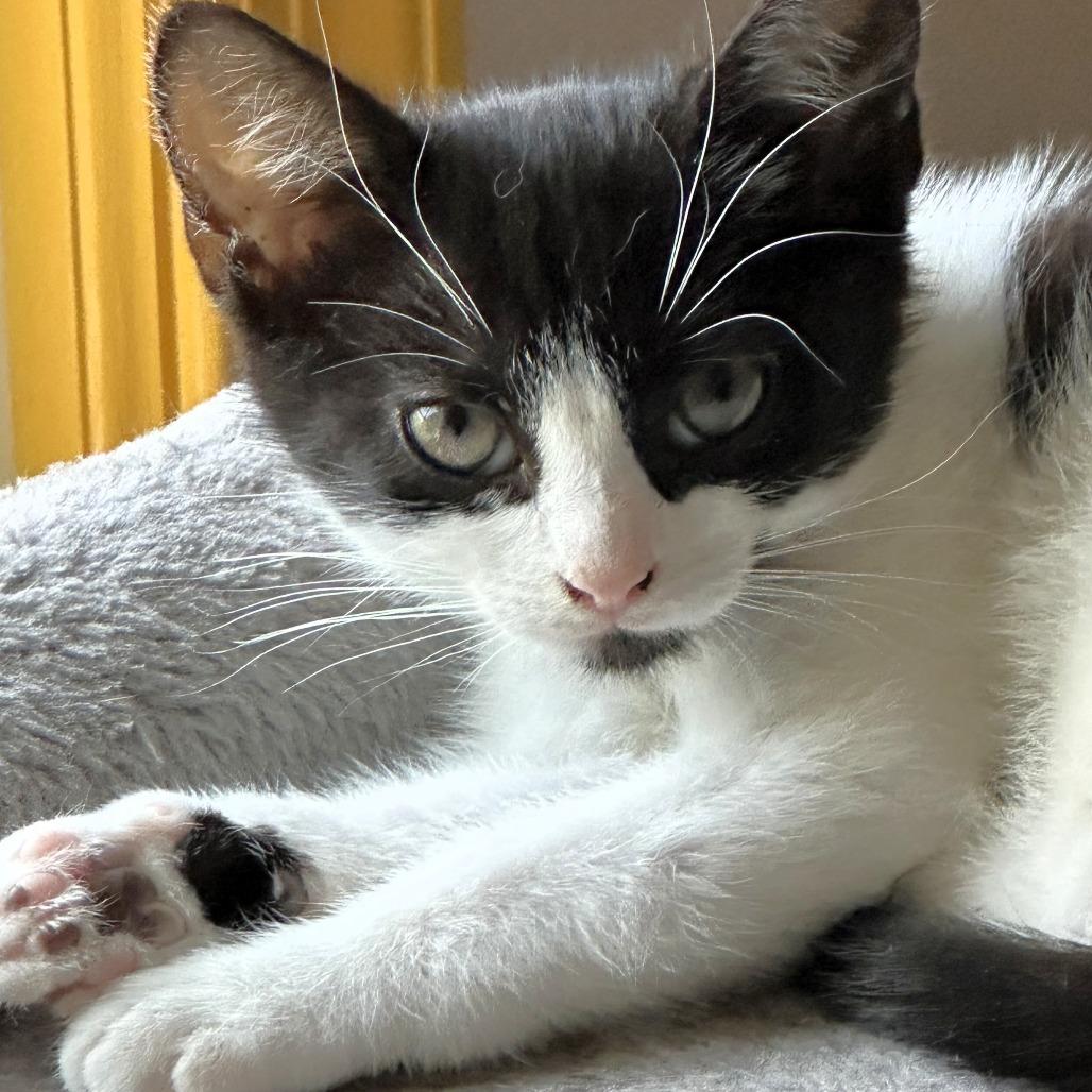 Enlarge Basil, a Adoptable Domestic Short Hair in Fairfax, VA image 5/6