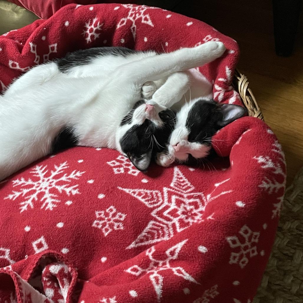 Enlarge Basil, a Adoptable Domestic Short Hair in Fairfax, VA image 6/6