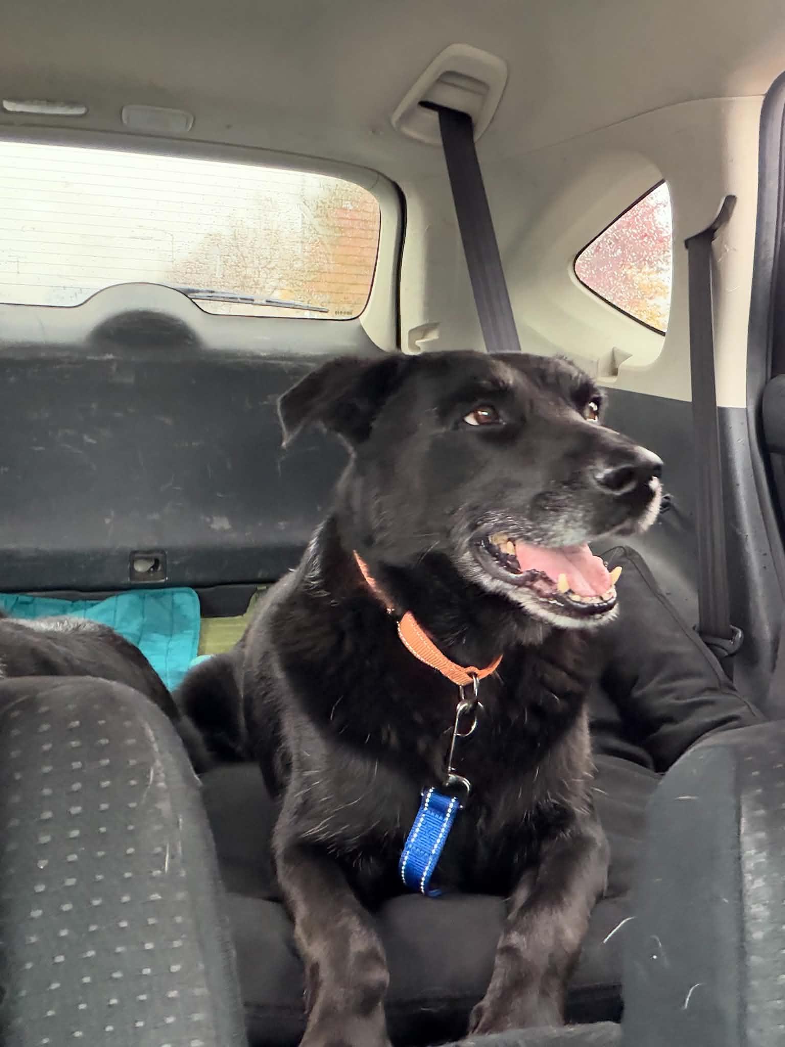 Enlarge Tango, a Adoptable mixed breed in Arlee, MT image 4/4