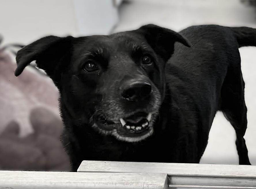 Enlarge Tango, a Adoptable mixed breed in Arlee, MT image 2/4
