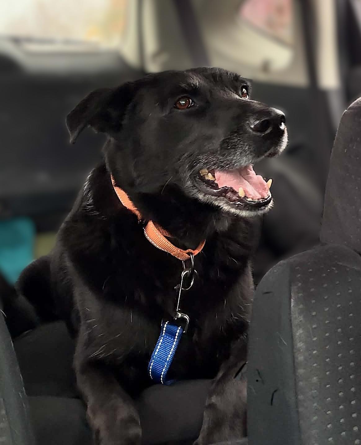 Tango, Adoptable, Senior Male Black Labrador Retriever.