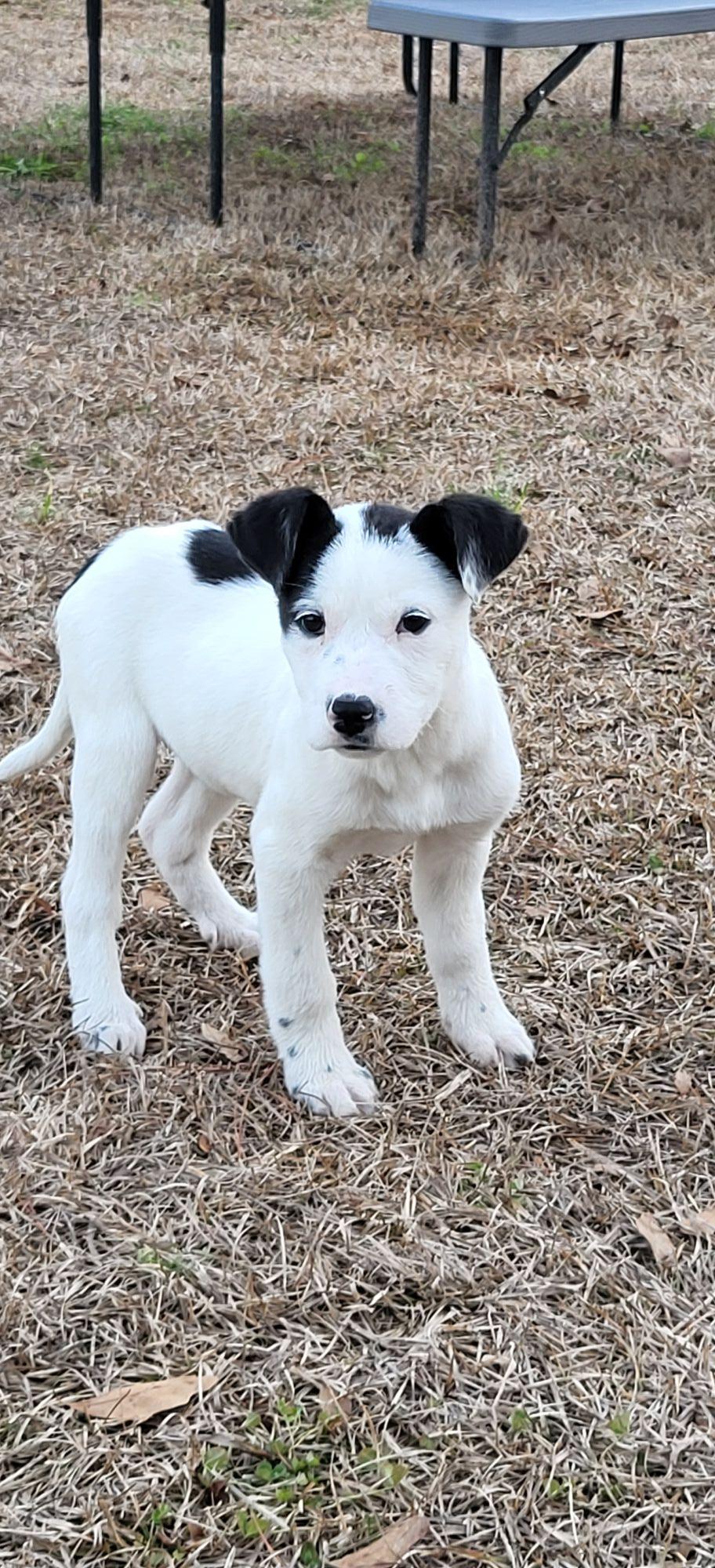 Anemone, adopted, Puppy Female Great Pyrenees.