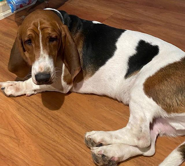 Enlarge Barkley, a Adoptable Basset Hound in Petaluma, CA image 1/2