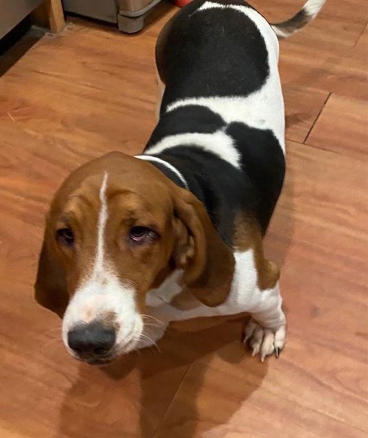 Enlarge Barkley, a Adoptable Basset Hound in Petaluma, CA image 2/2