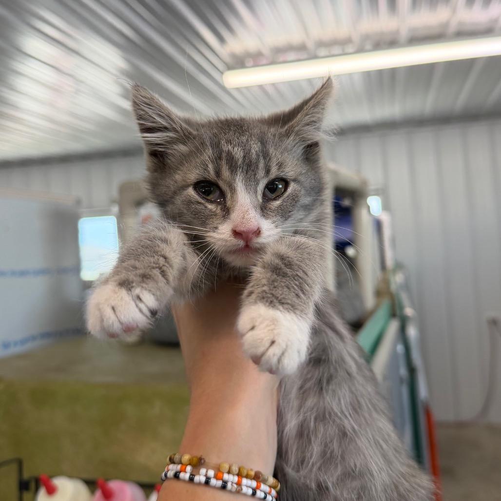 Enlarge Tizzy, a Adoptable Domestic Short Hair in Spanish Fork, UT image 1/1