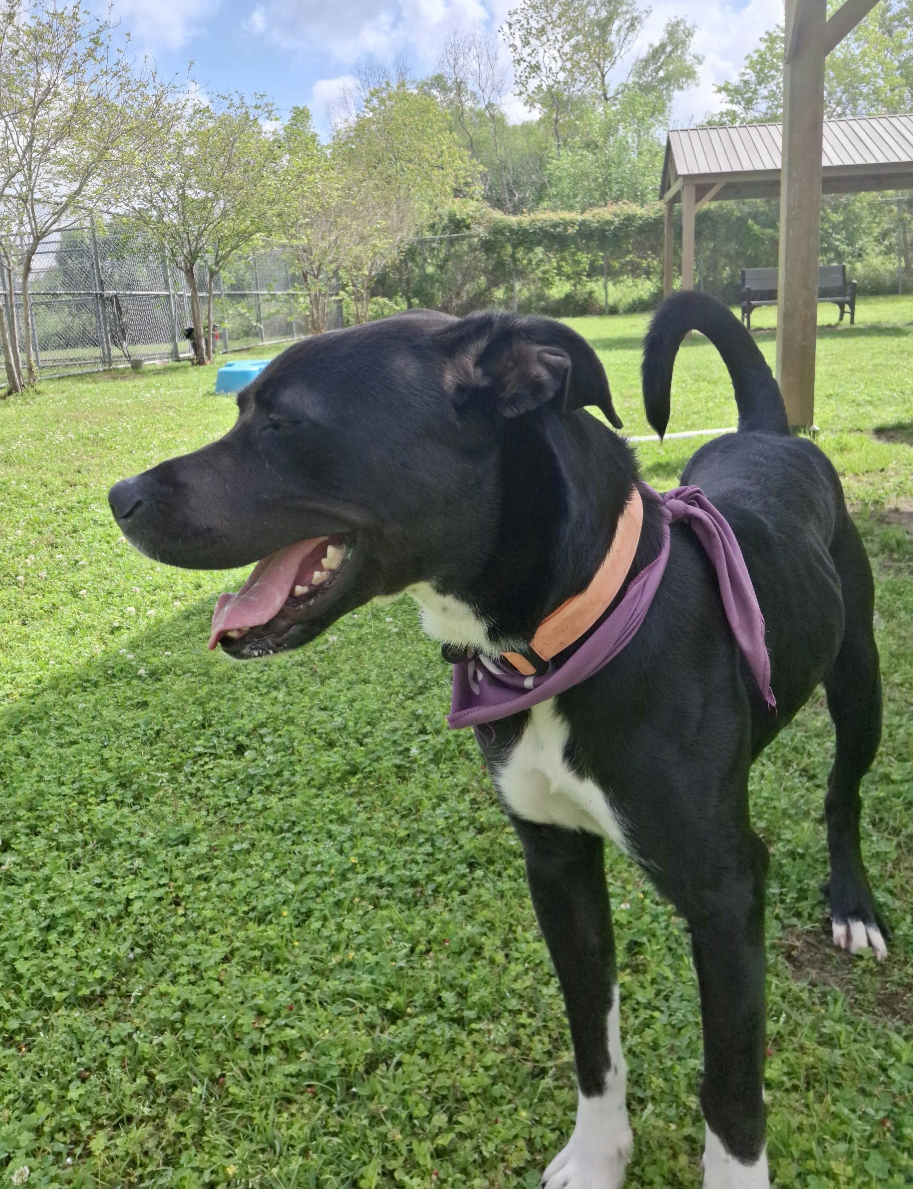 Enlarge Stuart 59804280, a ADOPTABLE mixed breed in Harvey , LA image 4/5