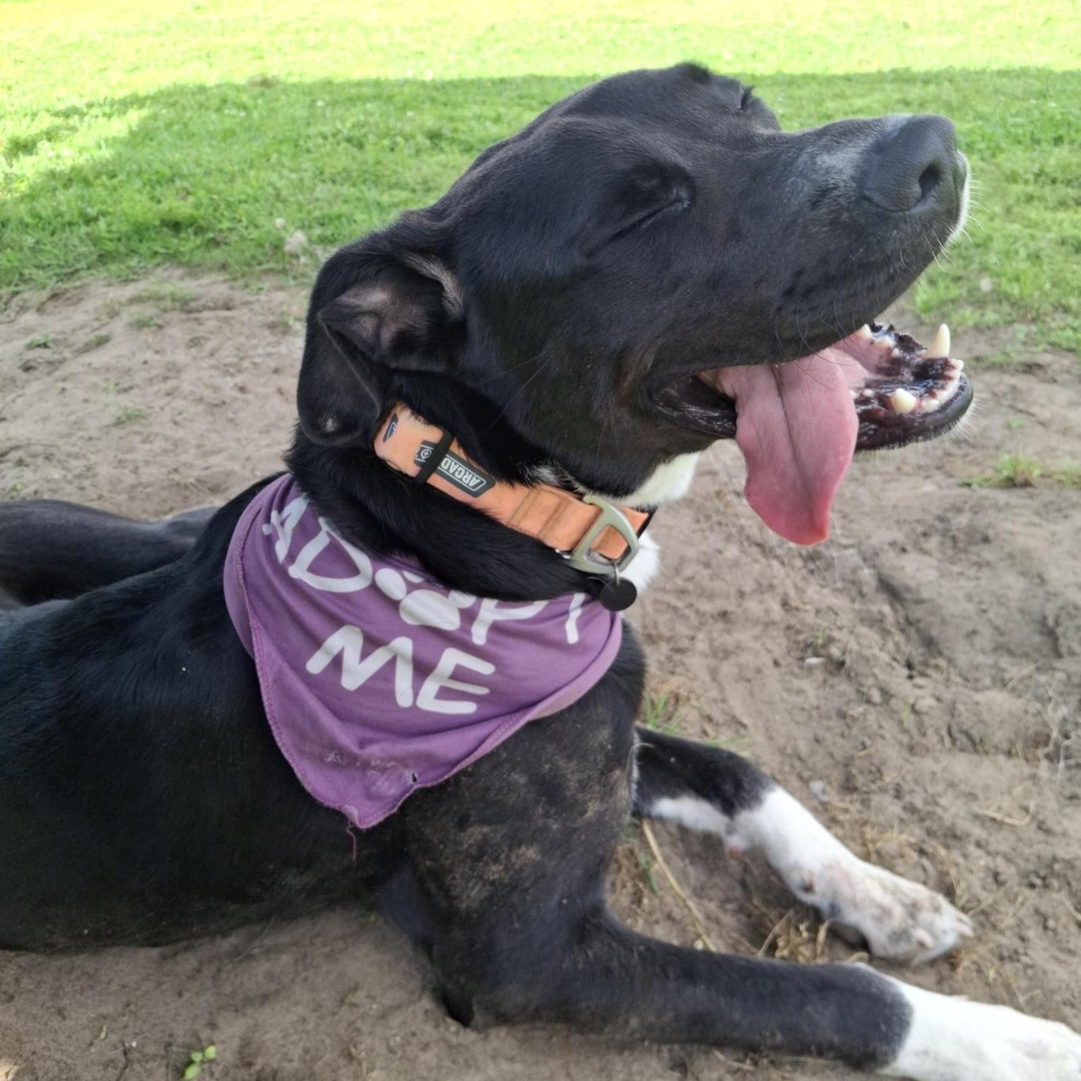 Enlarge Stuart 59804280, a ADOPTABLE mixed breed in Harvey , LA image 3/5