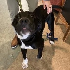 Stuart 59804280, ADOPTABLE, Young Male Mixed Breed & Labrador Retriever.