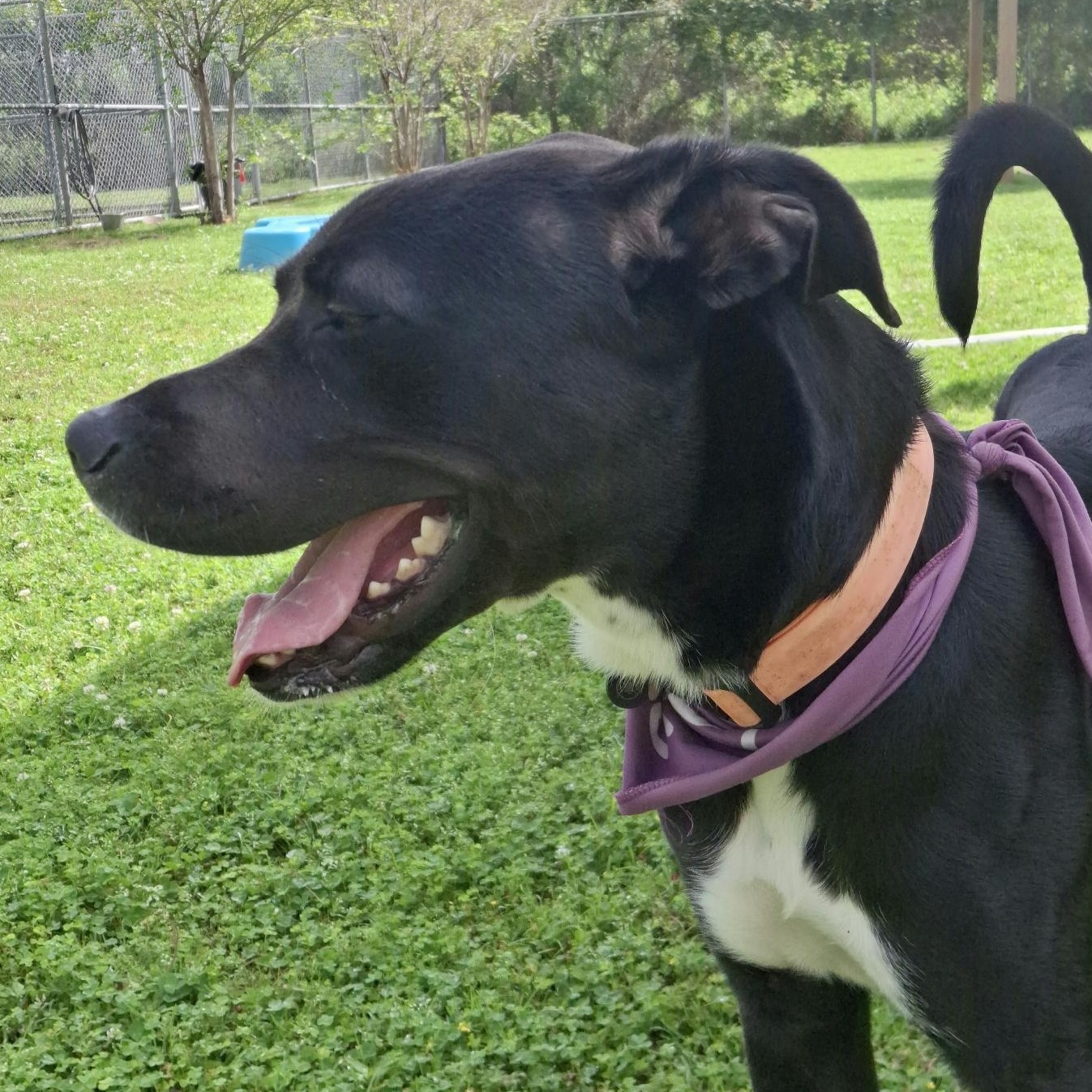 Enlarge Stuart 59804280, a ADOPTABLE mixed breed in Harvey , LA image 1/5