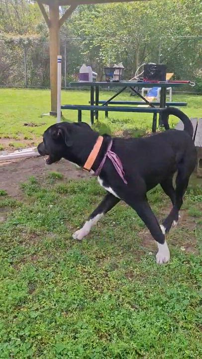 Enlarge Stuart 59804280, a ADOPTABLE mixed breed in Harvey , LA video 2/5