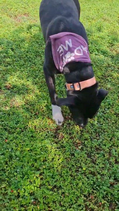 Enlarge Stuart 59804280, a ADOPTABLE mixed breed in Harvey , LA video 5/5