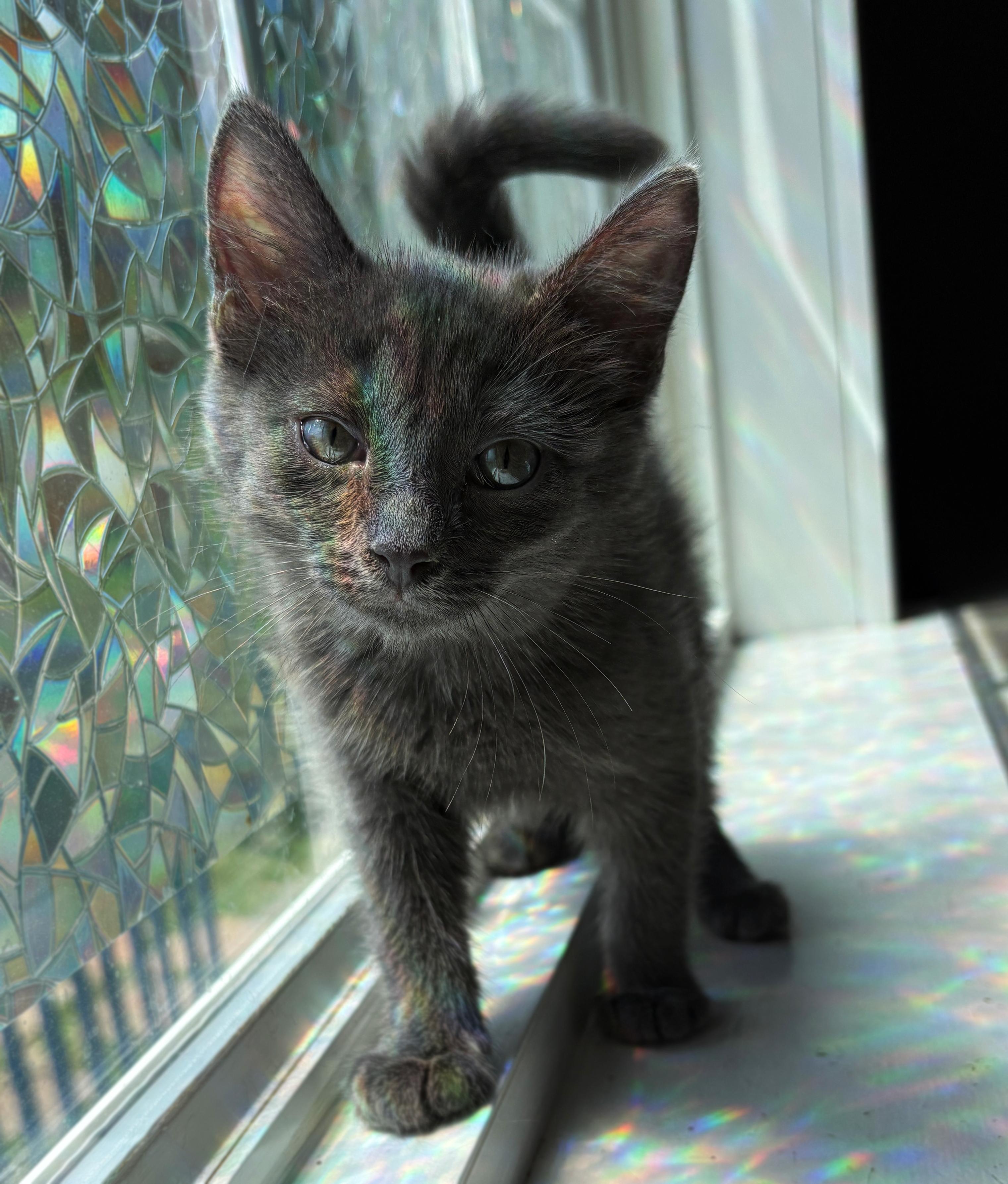 Pets for adoption from Binx's Home for Black Cats, Co. | Petfinder