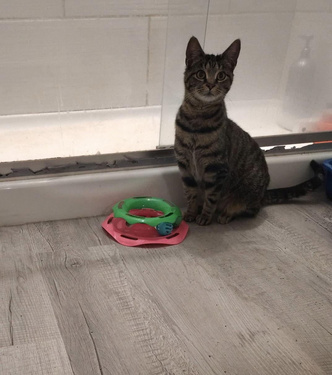 Princess, Adoptable, Adult Female Domestic Short Hair.