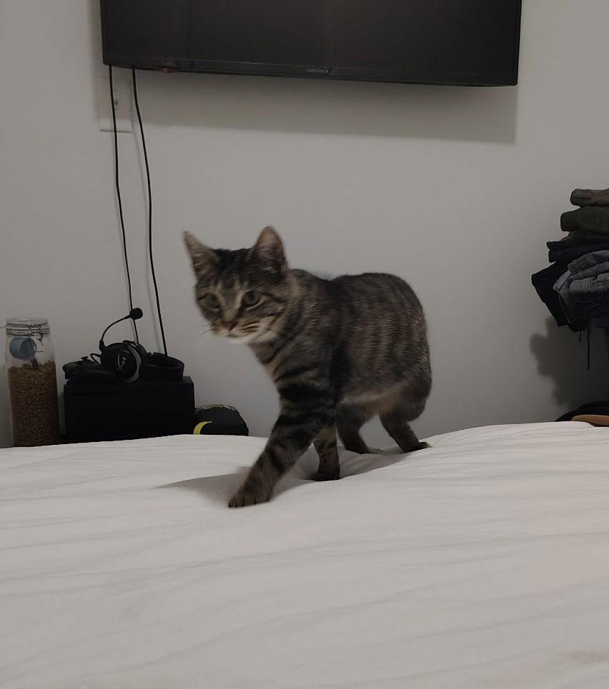 Enlarge Princess, a Adoptable Domestic Short Hair in Columbus, OH image 2/3