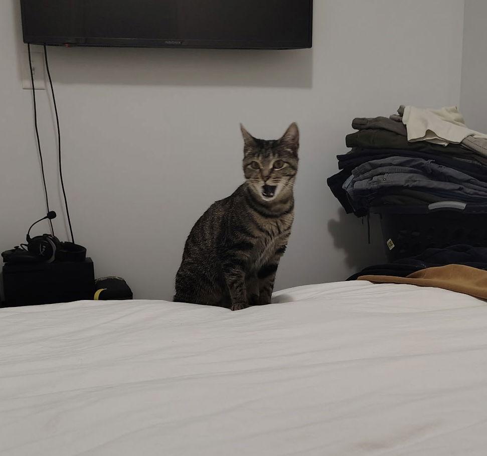 Enlarge Princess, a Adoptable Domestic Short Hair in Columbus, OH image 3/3