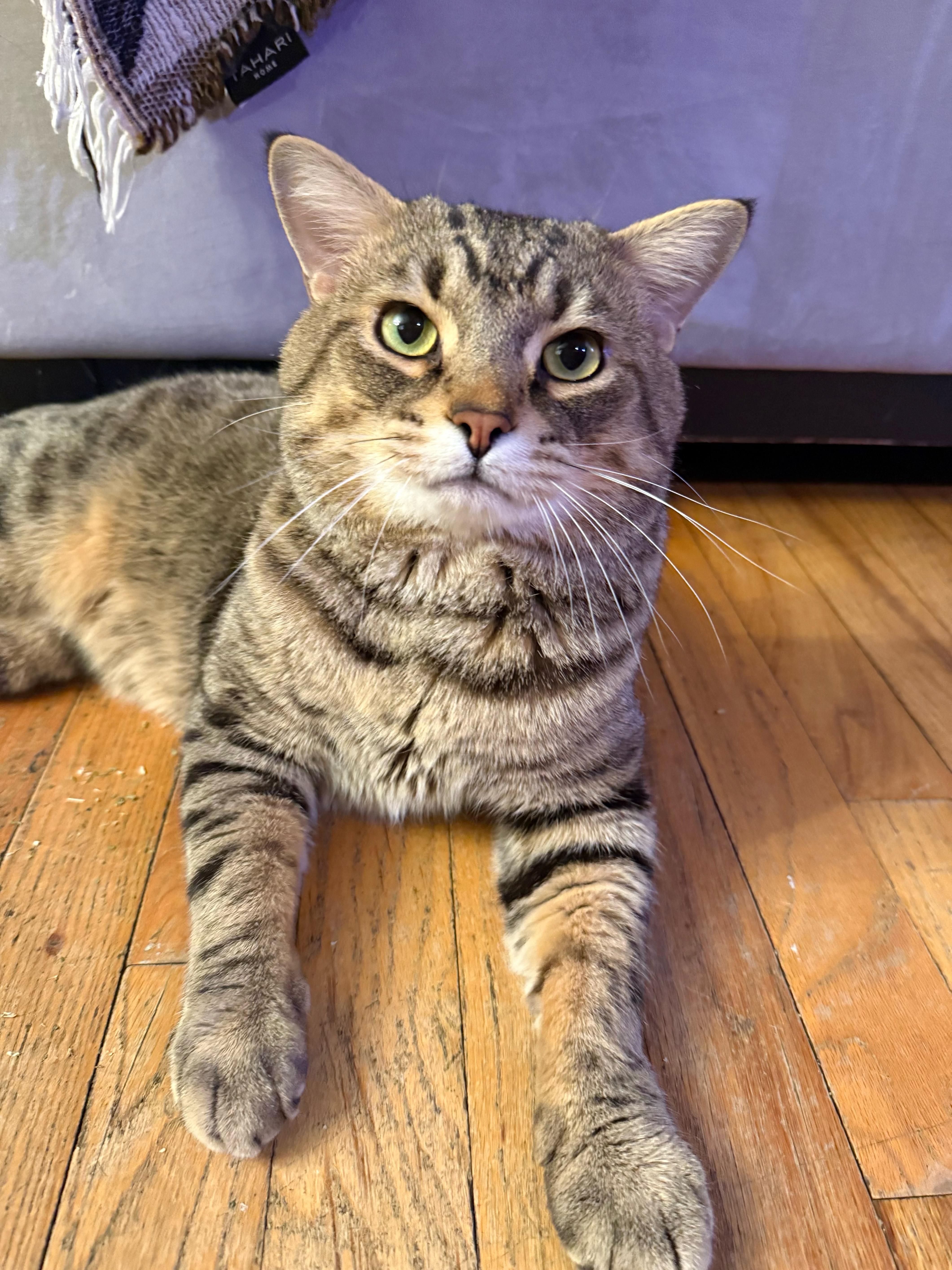 Enlarge Mr. Cheeks, a Adoptable Domestic Short Hair in Pittsburgh, PA image 2/6