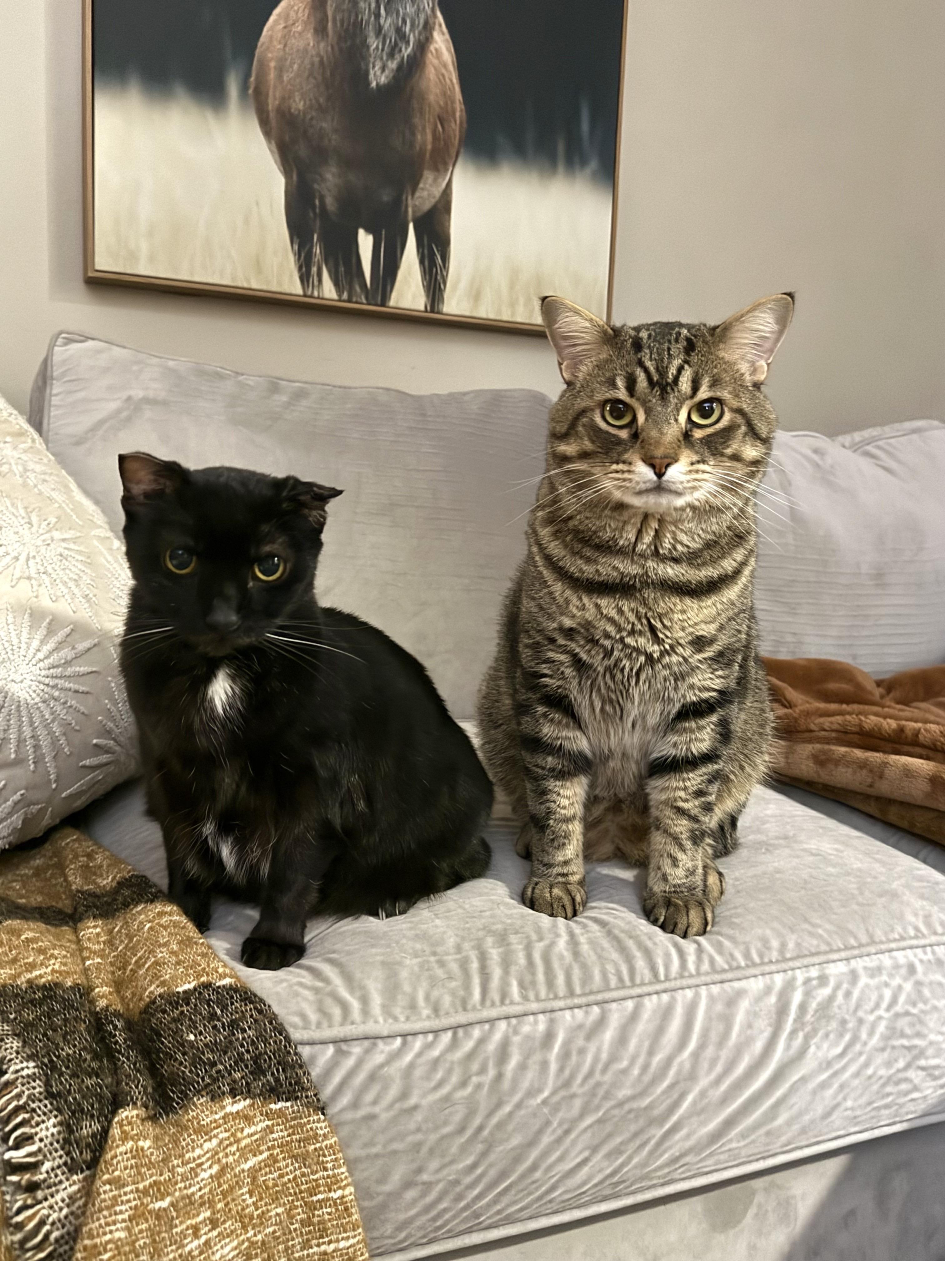 Enlarge Mr. Cheeks, a Adoptable Domestic Short Hair in Pittsburgh, PA image 3/6