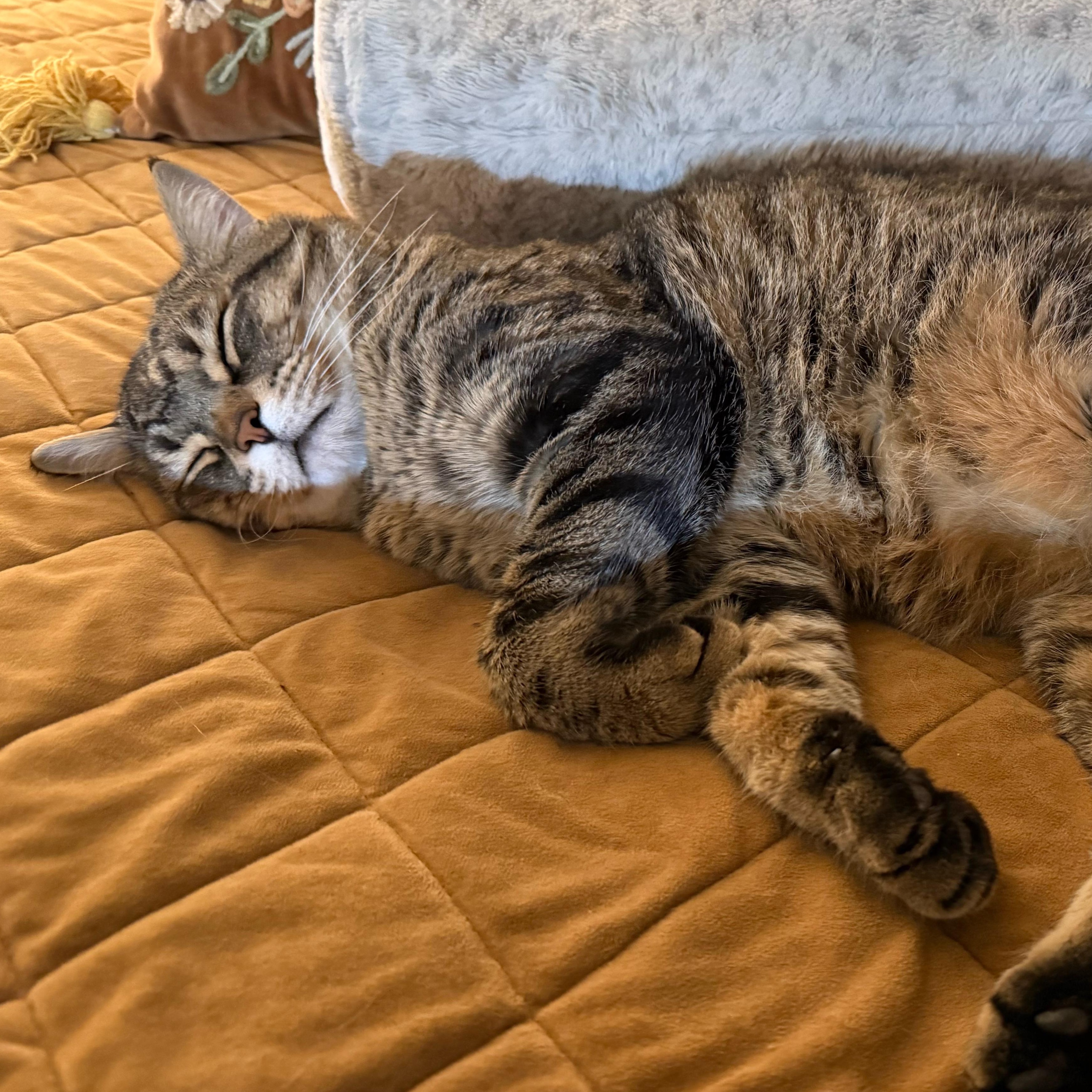 Enlarge Mr. Cheeks, a Adoptable Domestic Short Hair in Pittsburgh, PA image 4/6