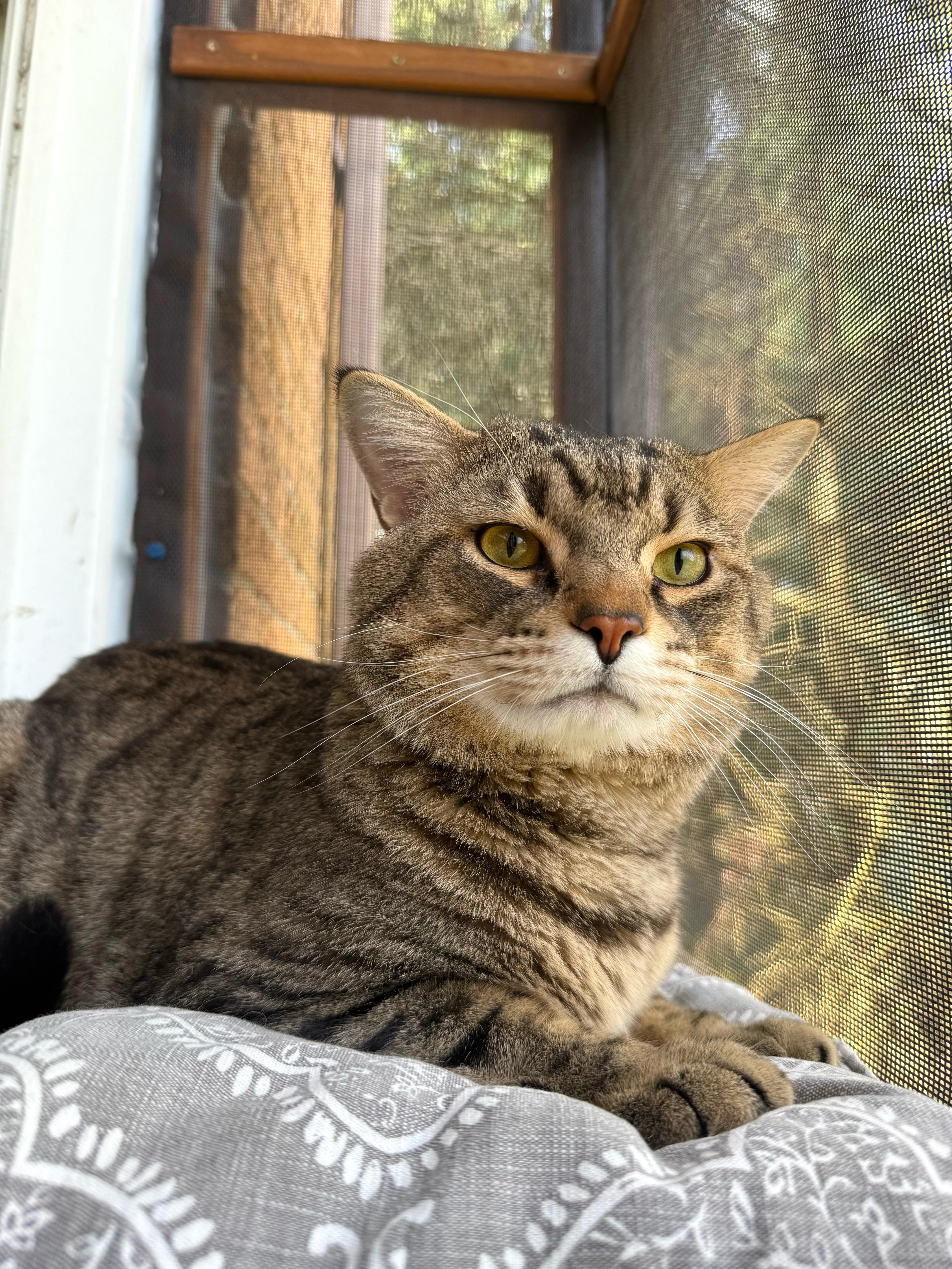 Enlarge Mr. Cheeks, a Adoptable Domestic Short Hair in Pittsburgh, PA image 6/6