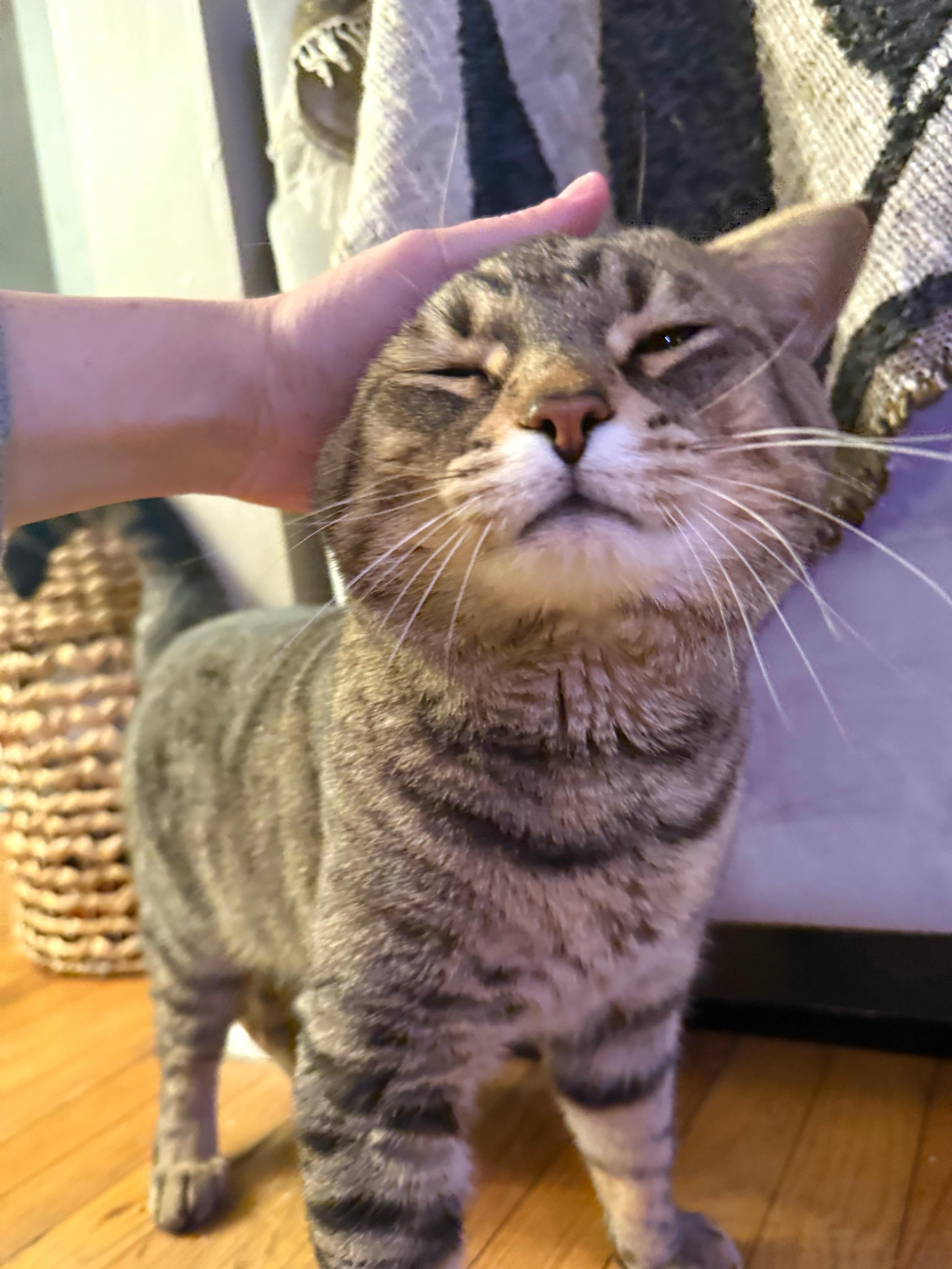 Enlarge Mr. Cheeks, a Adoptable Domestic Short Hair in Pittsburgh, PA image 5/6